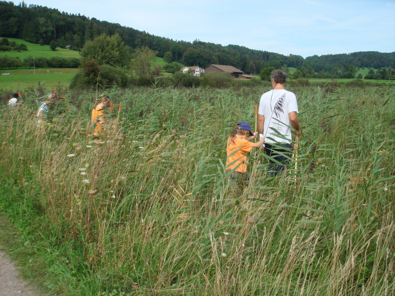 Zuzwil, NS-Riet, 16 08 09 008