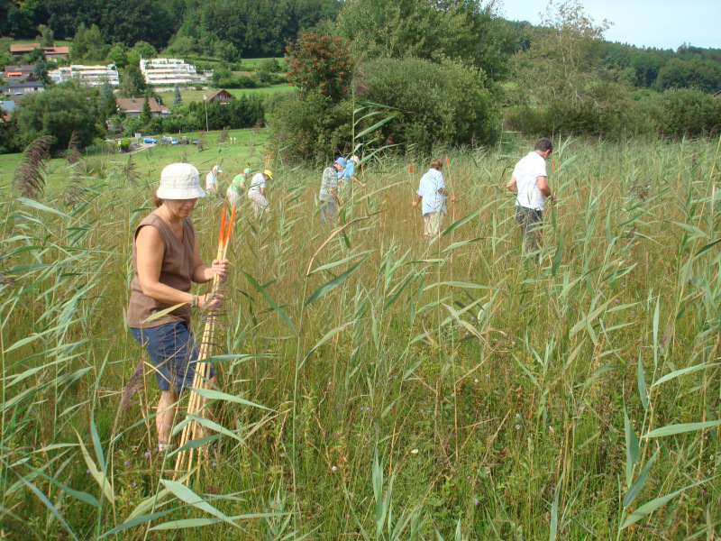 Zuzwil, NS-Riet, 16 08 09 010