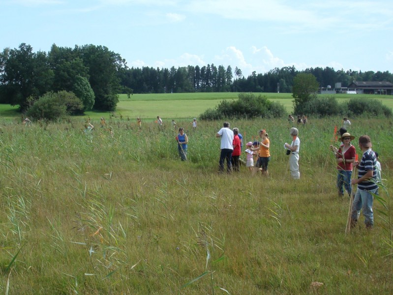 Zuzwil, NS-Riet, 16 08 09 012