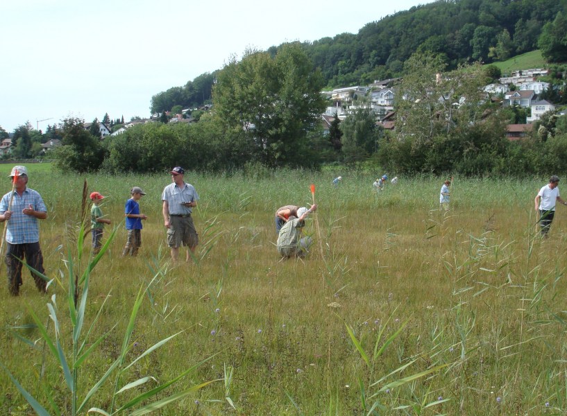 Zuzwil, NS-Riet, 16 08 09 013