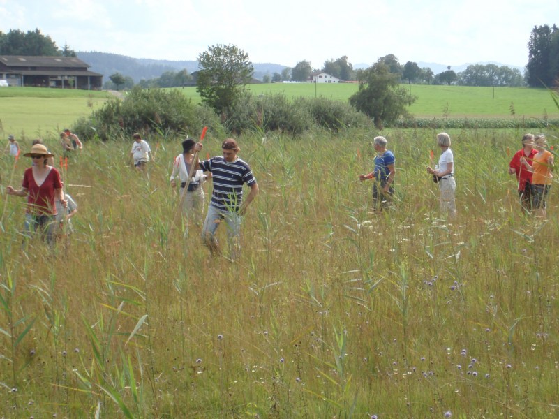 Zuzwil, NS-Riet, 16 08 09 014
