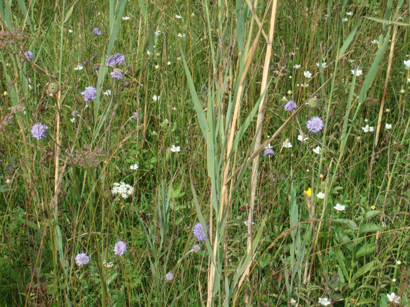 Zuzwil, NS-Riet, 16 08 09 016