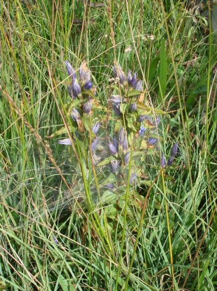 Zuzwil, NS-Riet, 16 08 09 018