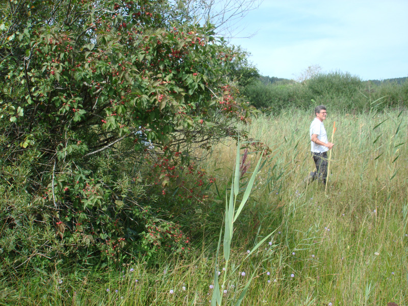 Zuzwil, NS-Riet, 16 08 09 021