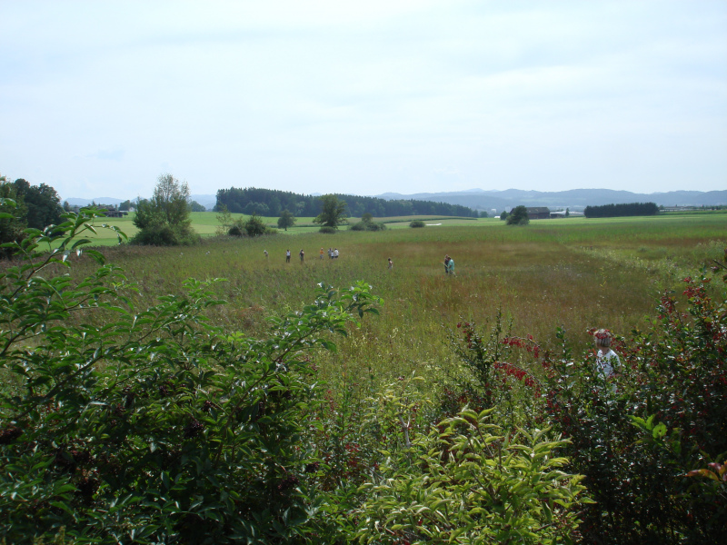 Zuzwil, NS-Riet, 16 08 09 027