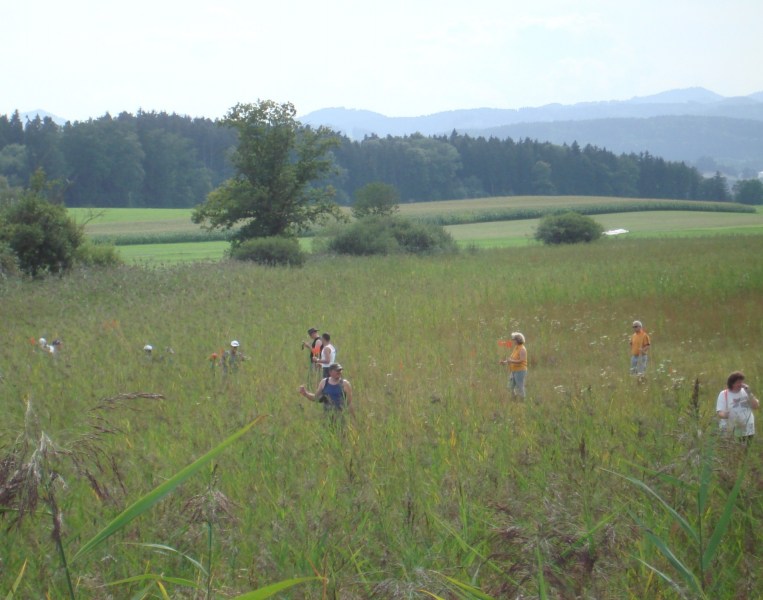 Zuzwil, NS-Riet, 16 08 09 030