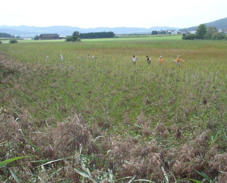 Zuzwil, NS-Riet, 16 08 09 031