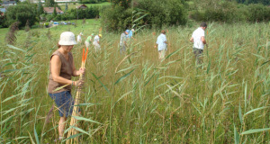 Zuzwil, NS-Riet, 16 08 09 010