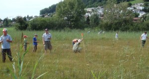 Zuzwil, NS-Riet, 16 08 09 013