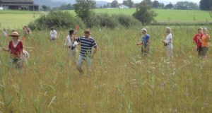 Zuzwil, NS-Riet, 16 08 09 014