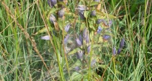 Zuzwil, NS-Riet, 16 08 09 018
