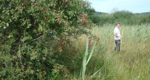 Zuzwil, NS-Riet, 16 08 09 021