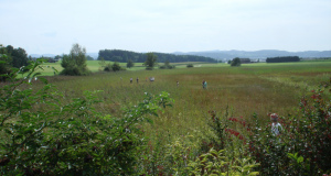 Zuzwil, NS-Riet, 16 08 09 027