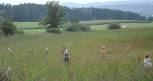 Zuzwil, NS-Riet, 16 08 09 030