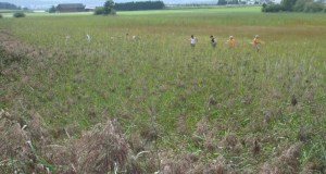Zuzwil, NS-Riet, 16 08 09 031