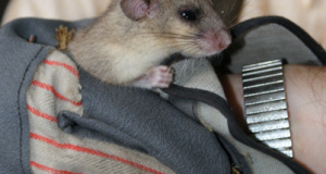 SONY DSC