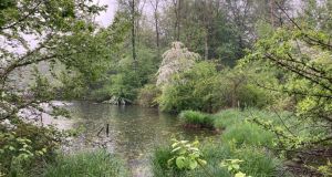 Frauenfelder Almend 23_5