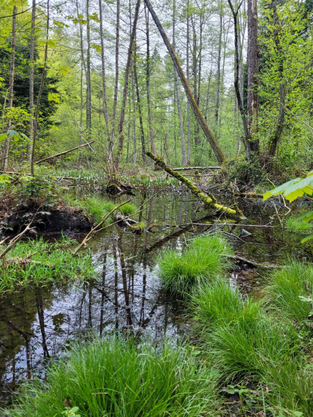 Wilerwald_23
