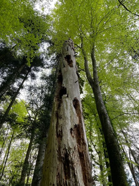 Wilerwald_23