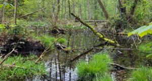 Wilerwald_23