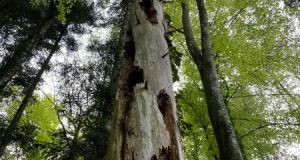 Wilerwald_23