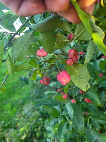 Wildfruechte 23