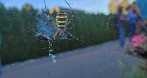 Wildfruechte 23