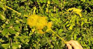 Wildfruechte 23