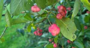 Wildfruechte 23