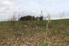 Hecke Meier 06 11 10 001 (16)