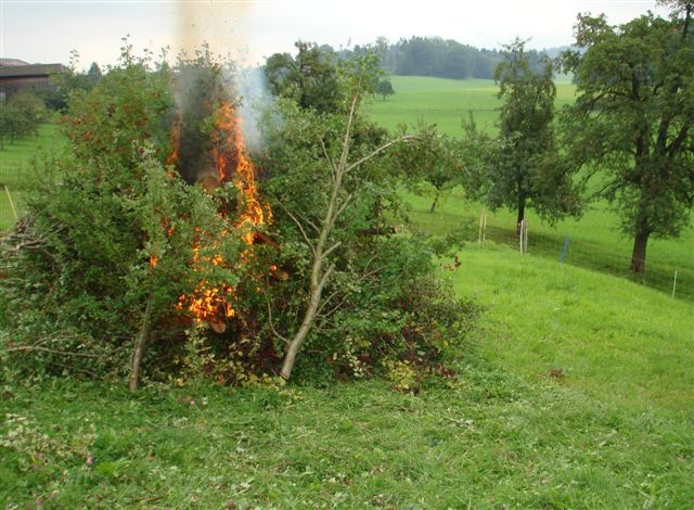 Hecke Bernegg Weissdorn, 18.08.2007 014 (17)