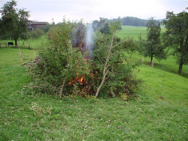 Hecke Bernegg Weissdorn, 18.08.2007 014 (19)