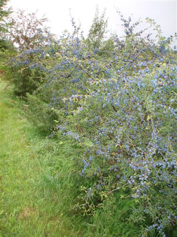 Hecke Bernegg Weissdorn, 18.08.2007 014 (4)