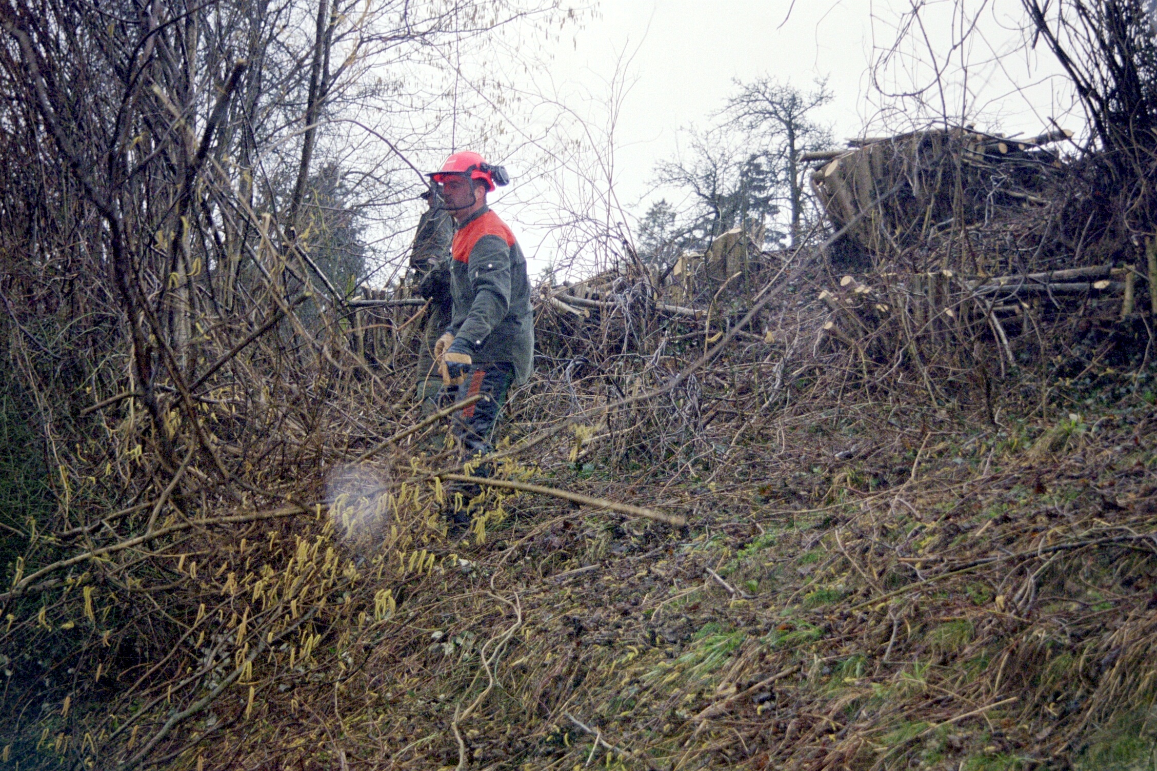 Toebeli Hecke 11.02.2004 (12)