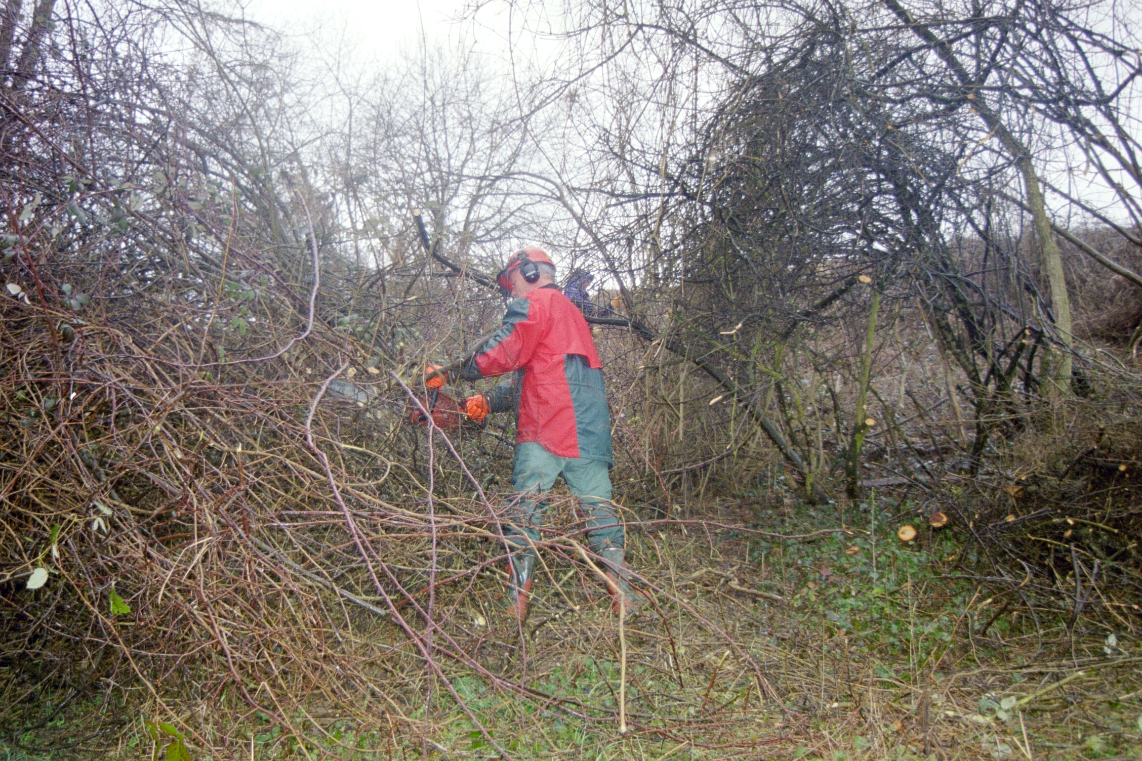 Toebeli Hecke 11.02.2004 (22)
