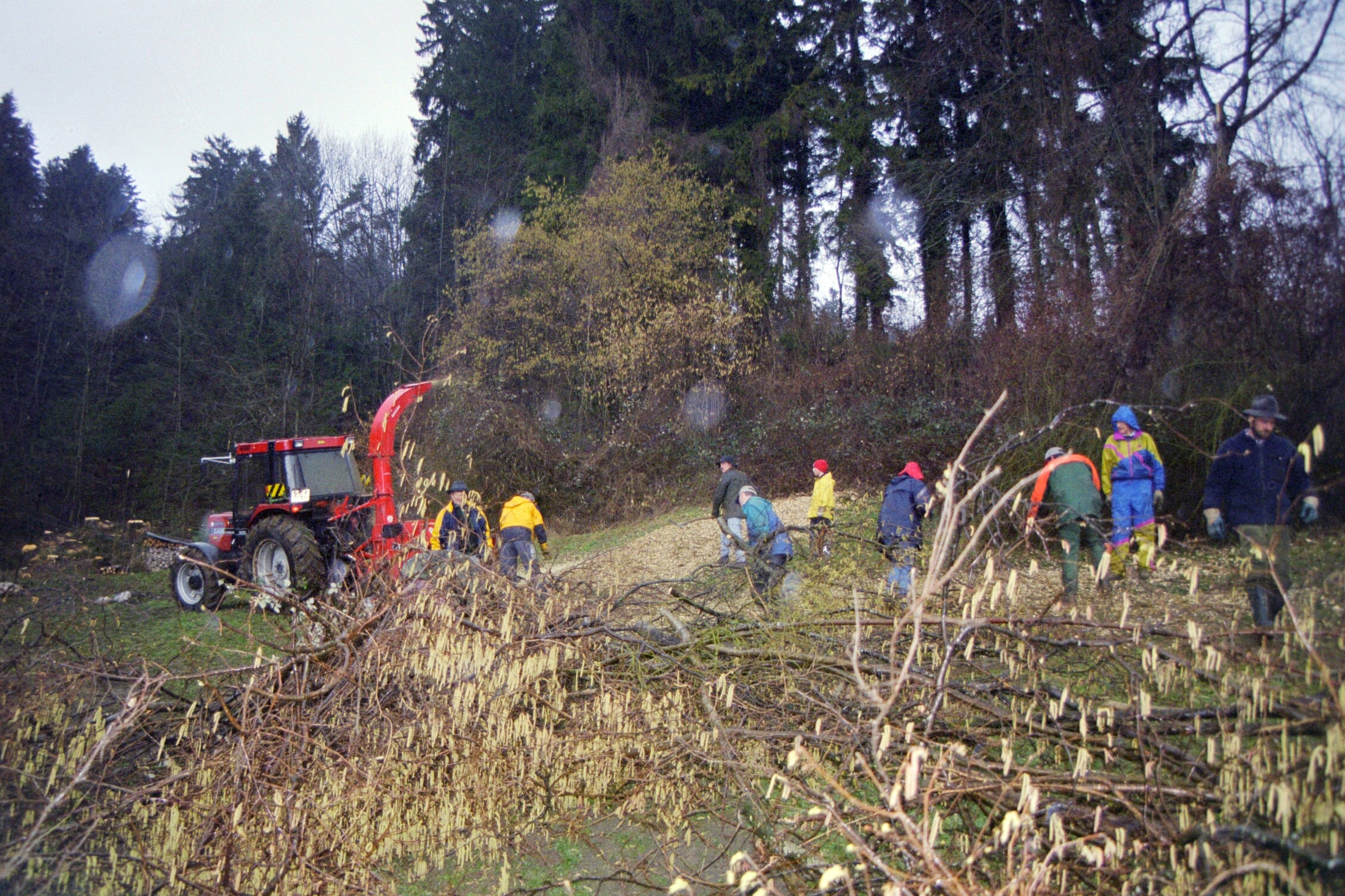 Toebeli Hecke 11.02.2004 (5)