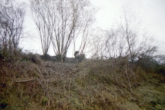 Toebeli Hecke 11.02.2004 (14)