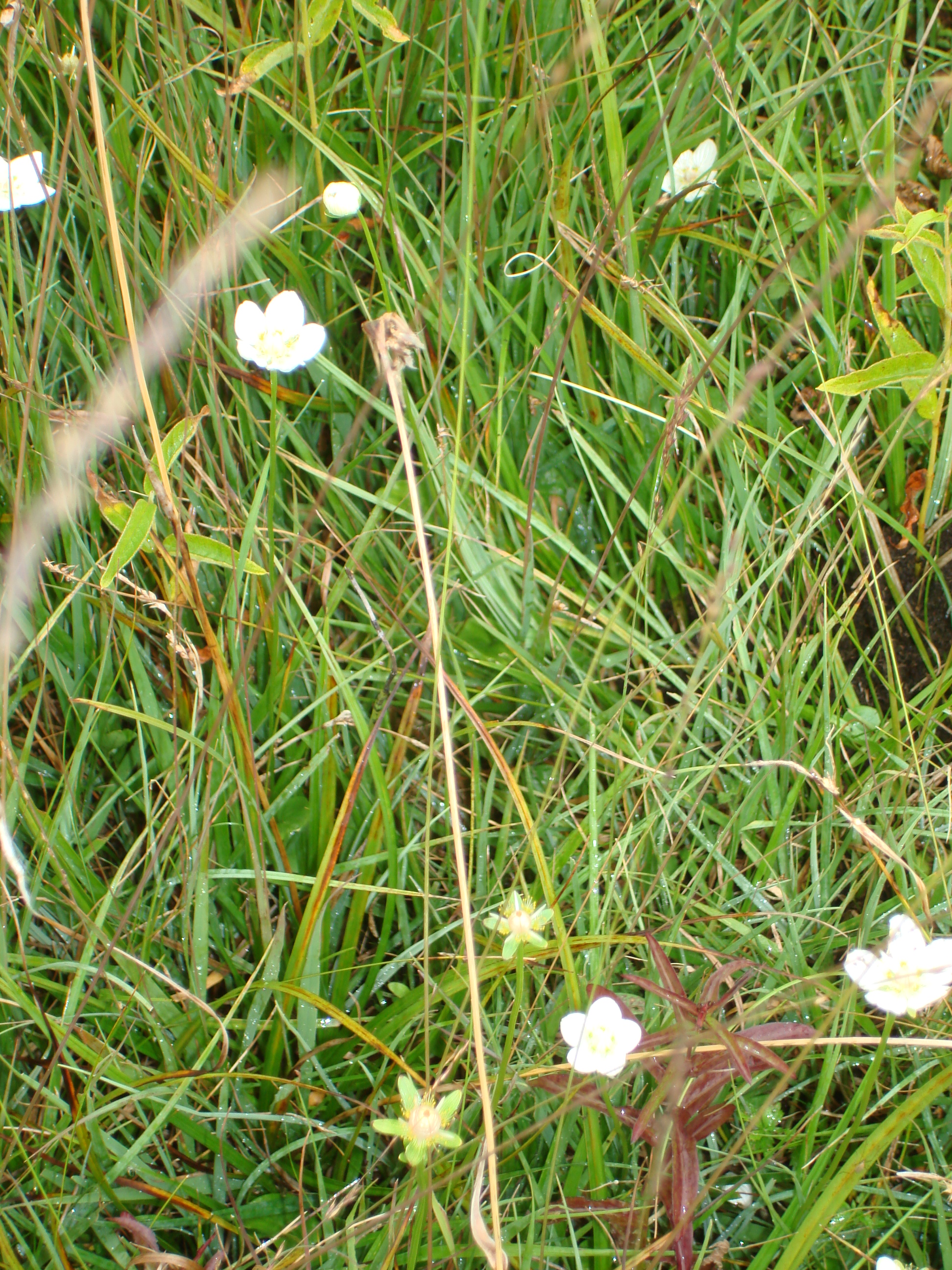 Zuzwil, NS-Aktion Enzian, 15 08 10 022