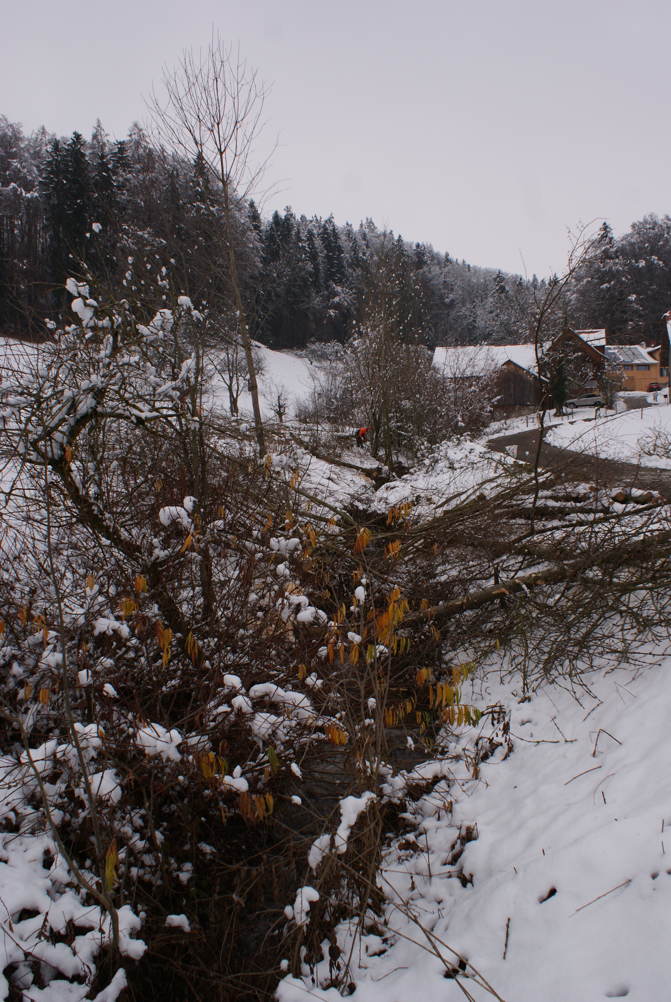 SONY DSC